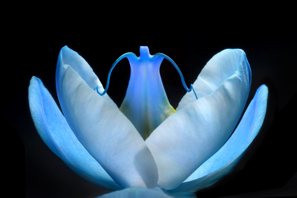 phalaenopsis 7-2013 1113