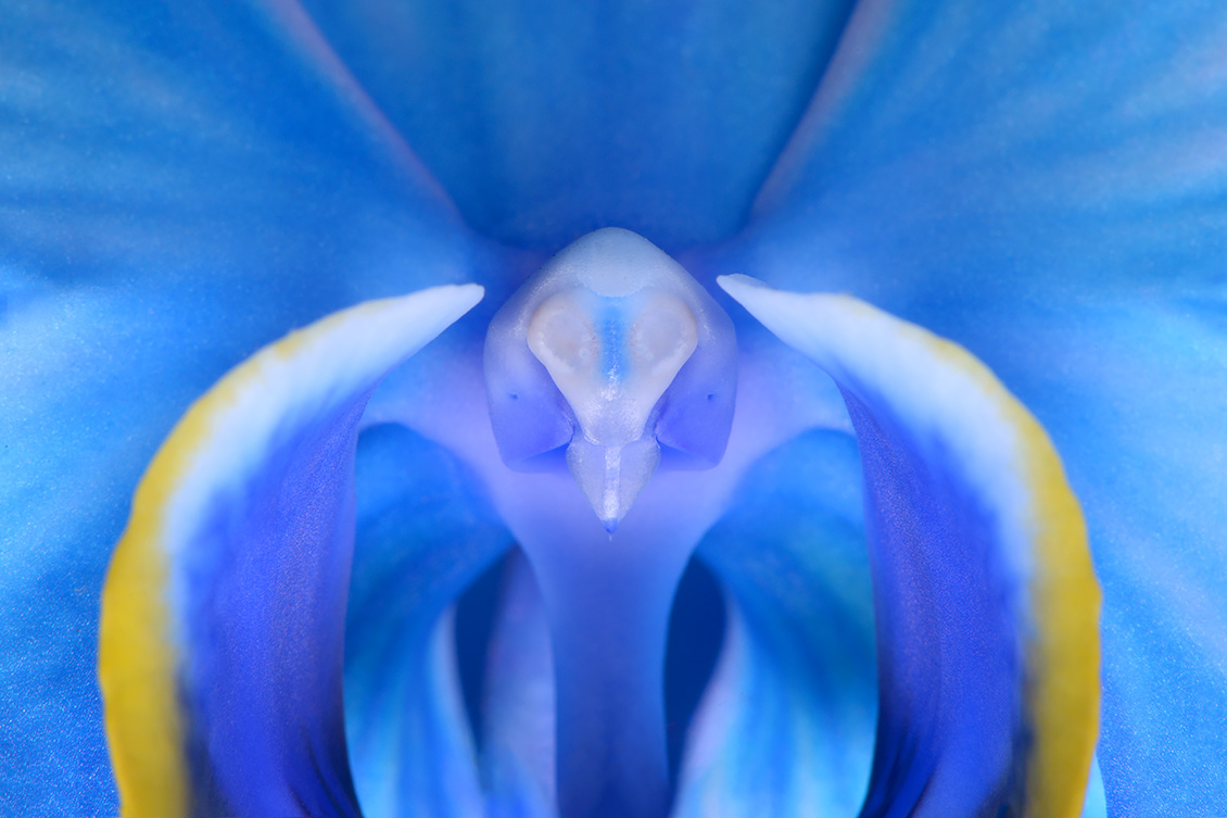 phalaenopsis 7-2013 1136