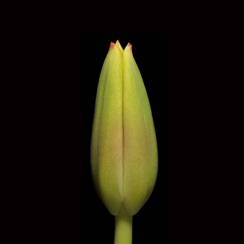 tulp 1-2014