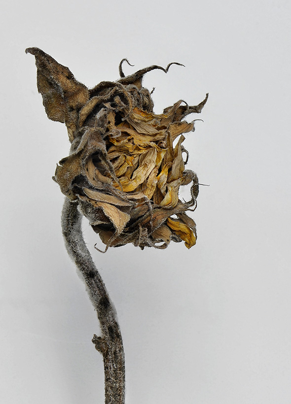 zonnebloem 02-2011 3932