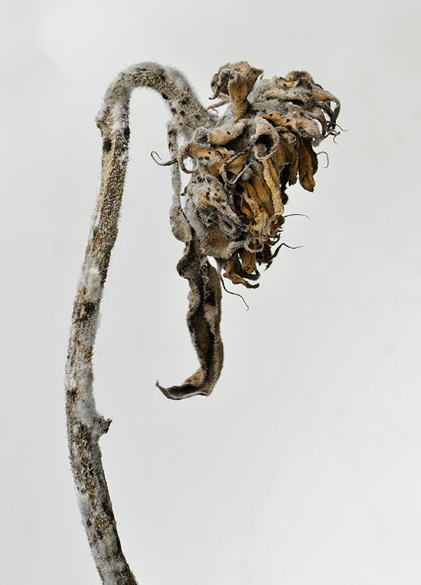 zonnebloem 02-2011 3993