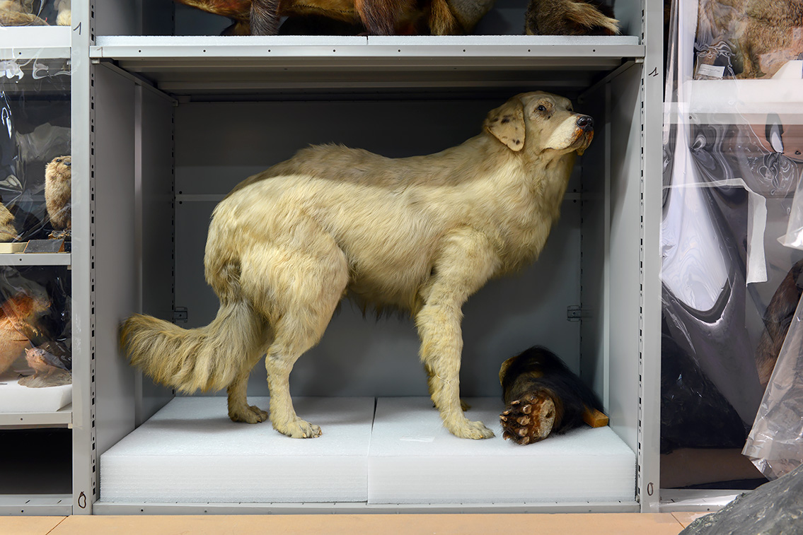 museum de histoire naturelle rouen 10-2021 0182