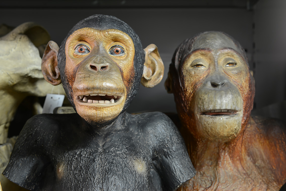 museum de histoire naturelle rouen 10-2021 0188