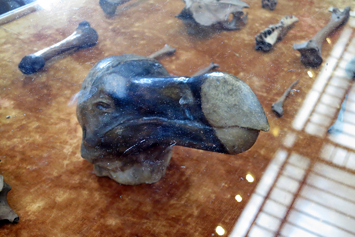 dodo galerie de paleontologie et de anatomie comparee 5-2013 1308-