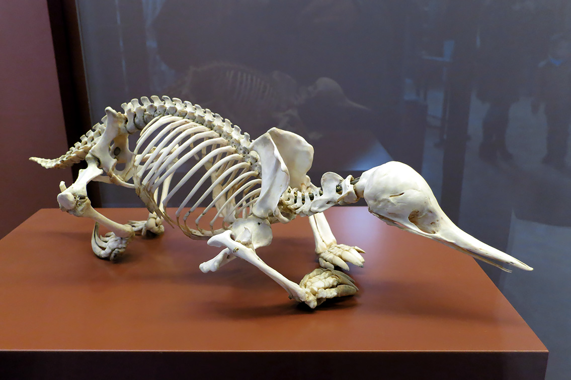 galerie de paleontologie et de anatomie comparee 12-2015 8190