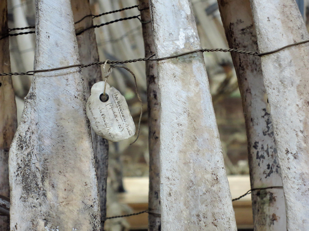 galerie de paleontologie et de anatomie comparee 12-2015 8192