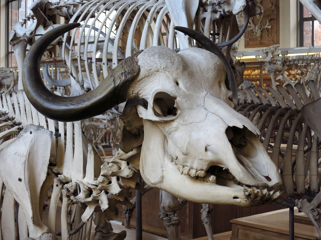 galerie de paleontologie et de anatomie comparee 12-2015 8195