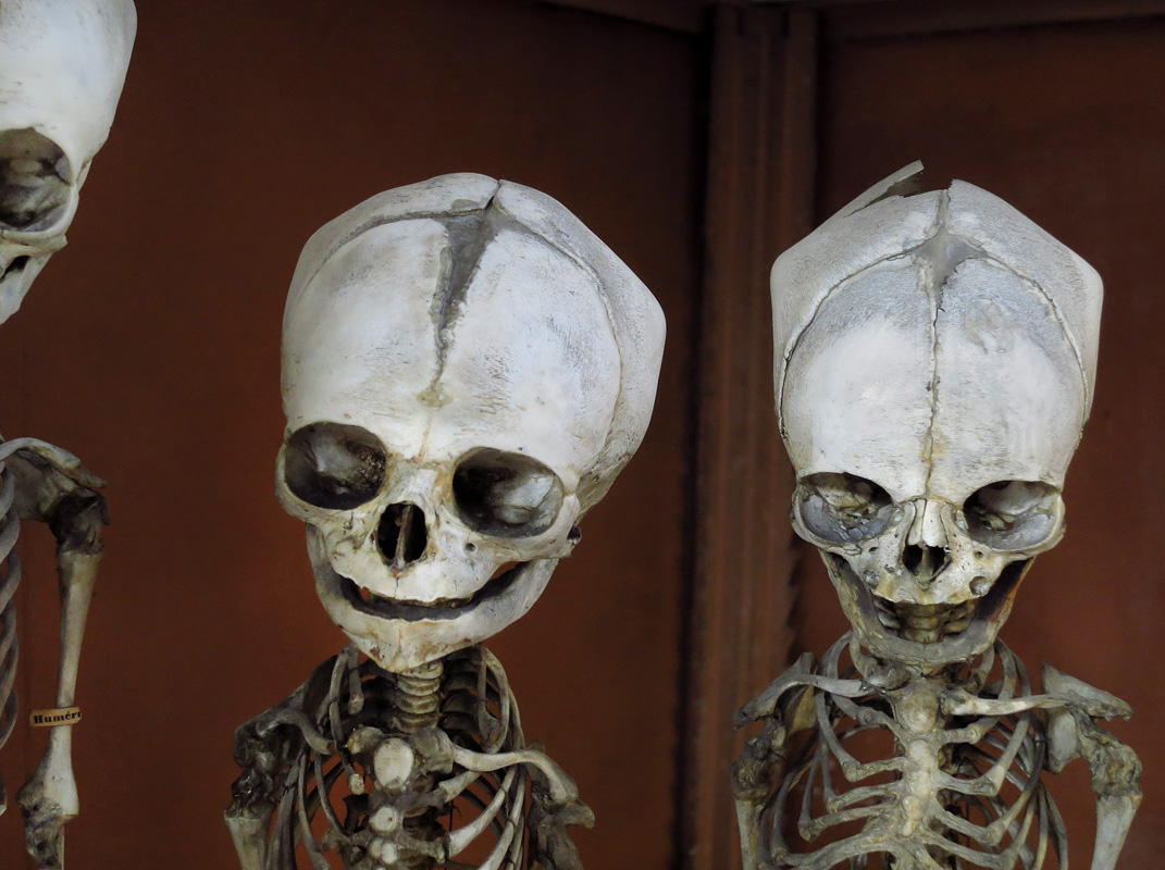 galerie de paleontologie et de anatomie comparee 12-2015 8204