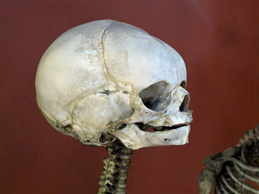 galerie de paleontologie et de anatomie comparee 12-2015 8206