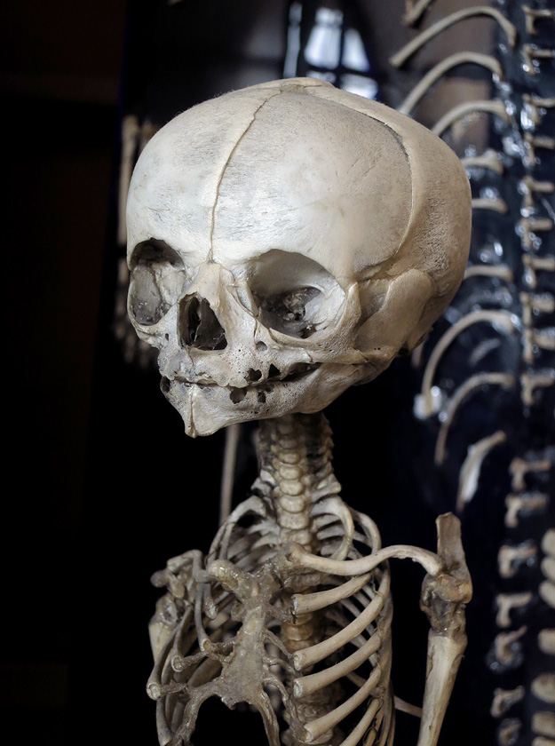 galerie de paleontologie et de anatomie comparee 12-2015 8207