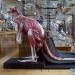 galerie de paleontologie et de anatomie comparee 12-2015 8219