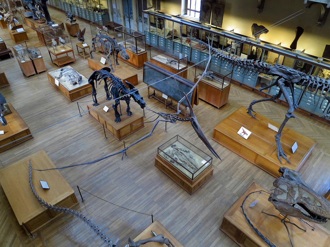 galerie de paleontologie et de anatomie comparee 12-2015 8257