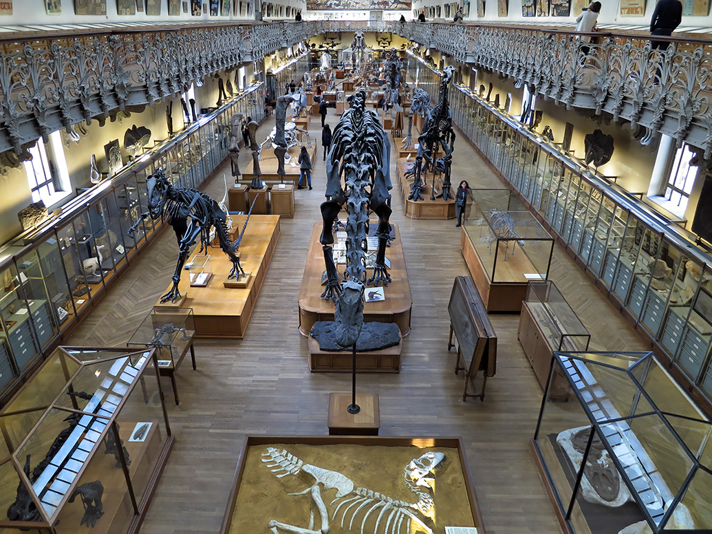 galerie de paleontologie et de anatomie comparee 12-2015 8260