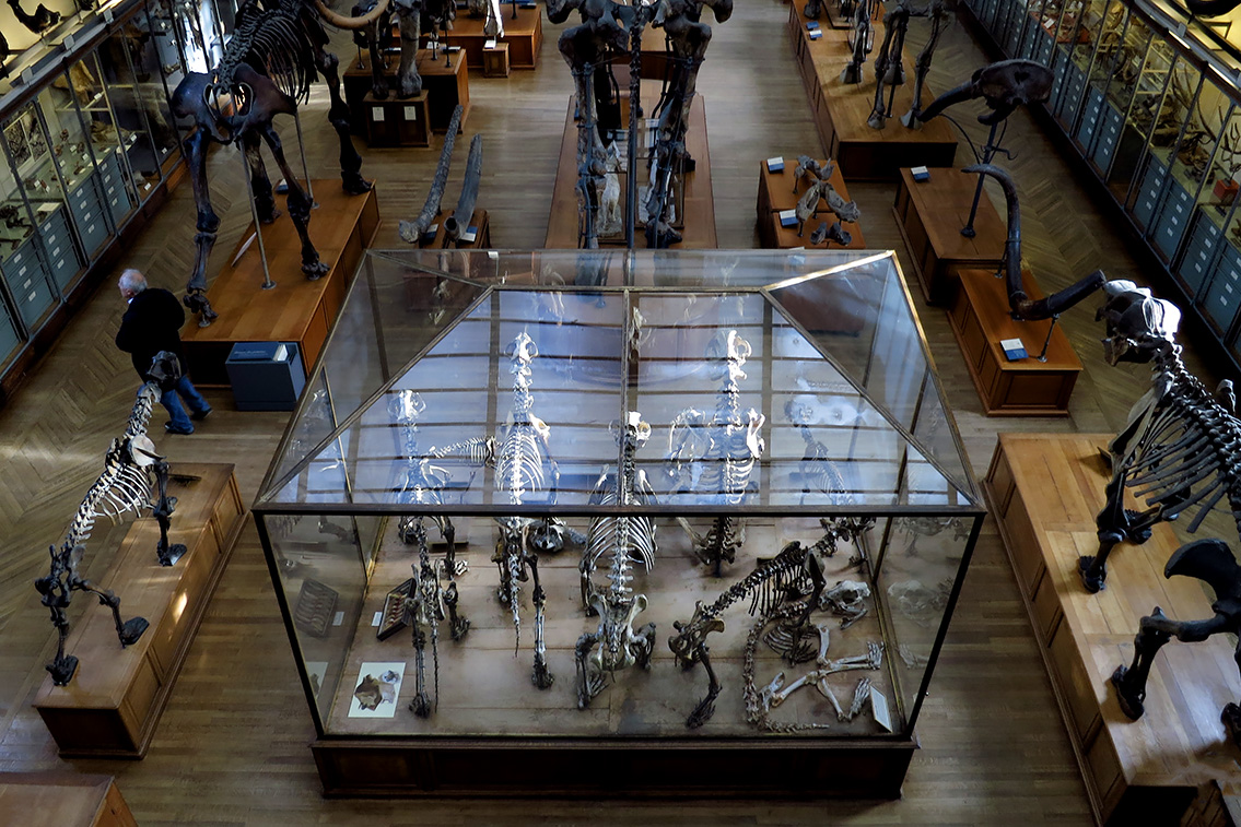 galerie de paleontologie et de anatomie comparee 12-2015 8266