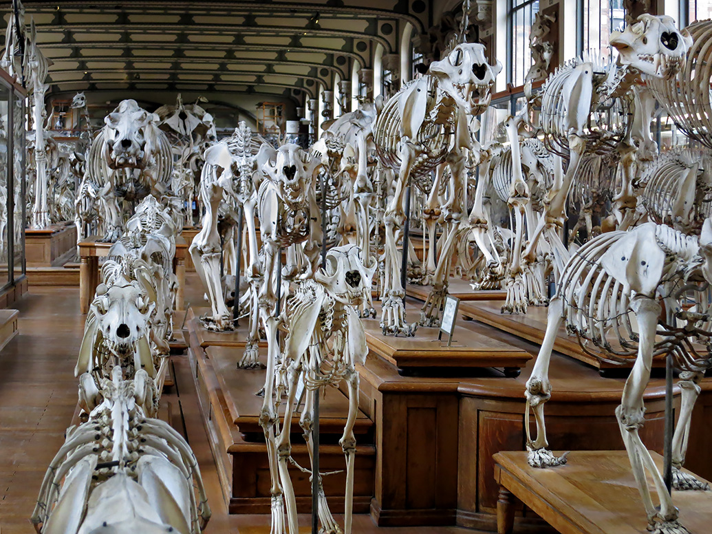 galerie de paleontologie et de anatomie comparee 5-2013 1244
