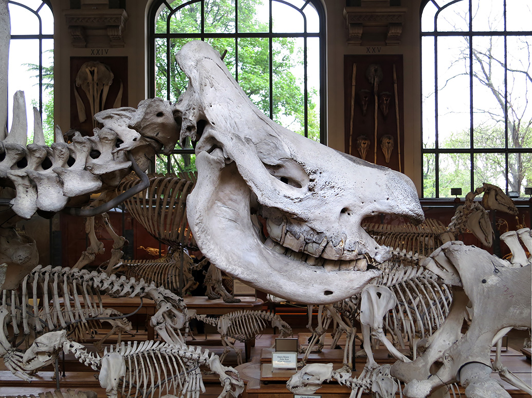 galerie de paleontologie et de anatomie comparee 5-2013 1254