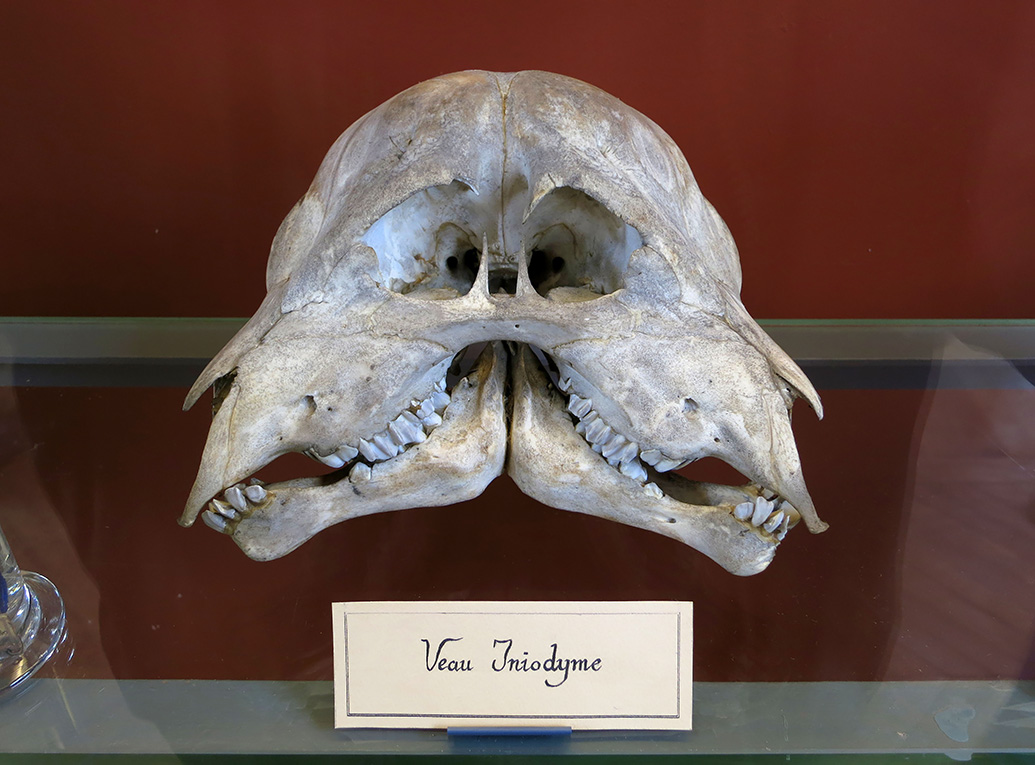 galerie de paleontologie et de anatomie comparee 5-2013 1291