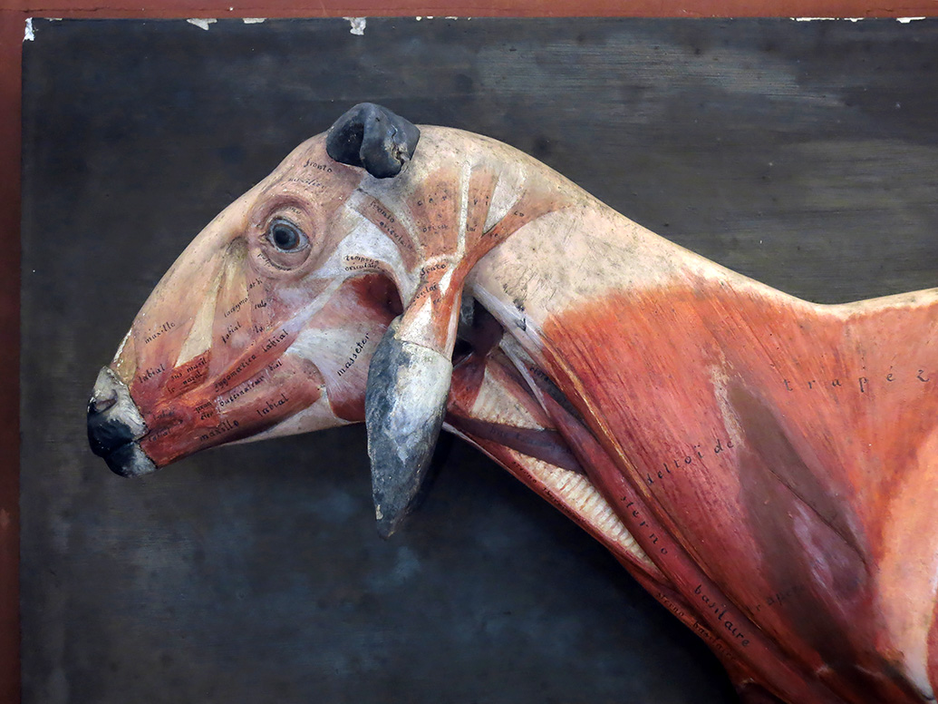 galerie de paleontologie et de anatomie comparee 5-2013 2011