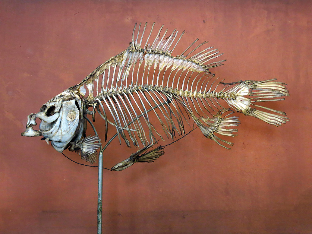 galerie de paleontologie et de anatomie comparee 5-2013 2018