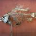 galerie de paleontologie et de anatomie comparee 5-2013 2018