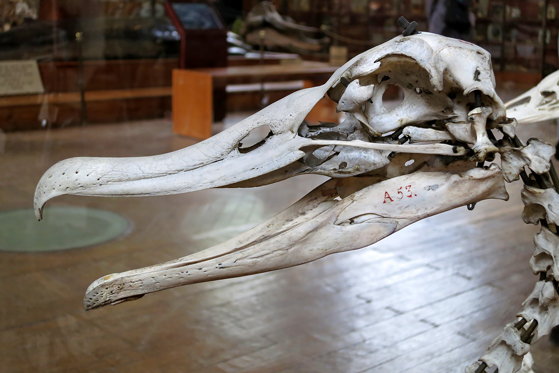 galerie de paleontologie et de anatomie comparee 5-20131269