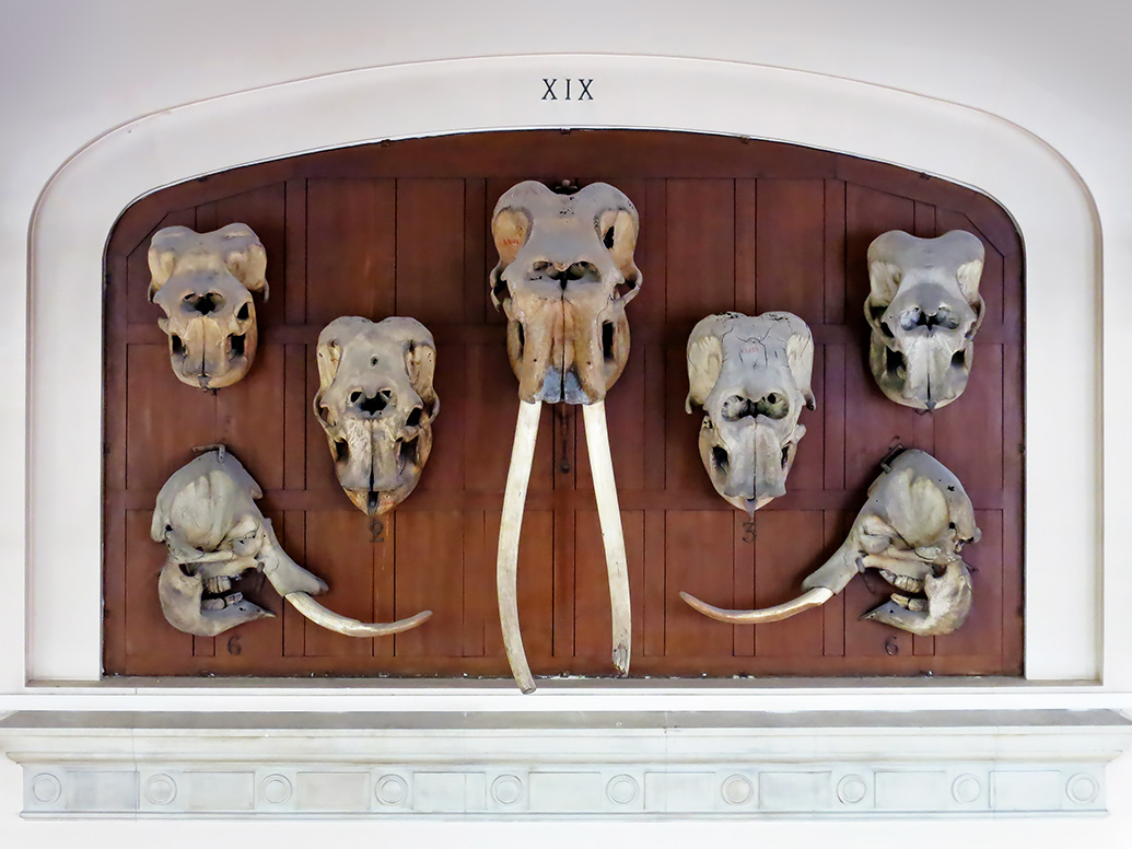 galerie de paleontologie et de anatomie comparee 5-2013296