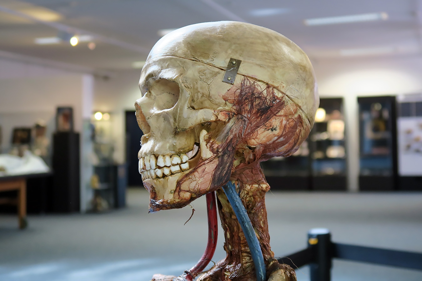 geneeskundemuseum brussel 8-2025 3074