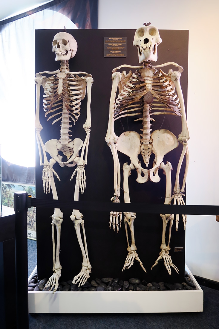 geneeskundemuseum brussel 8-2025 3125