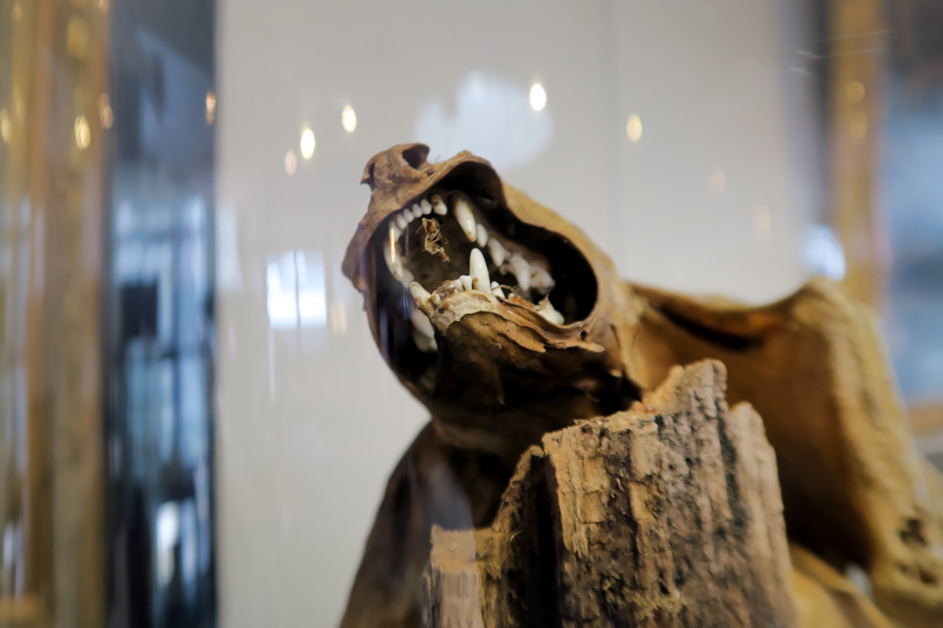 geneeskundemuseum brussel 8-2025 3131