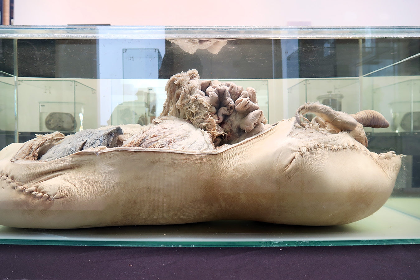 geneeskundemuseum brussel 8-2025 3152