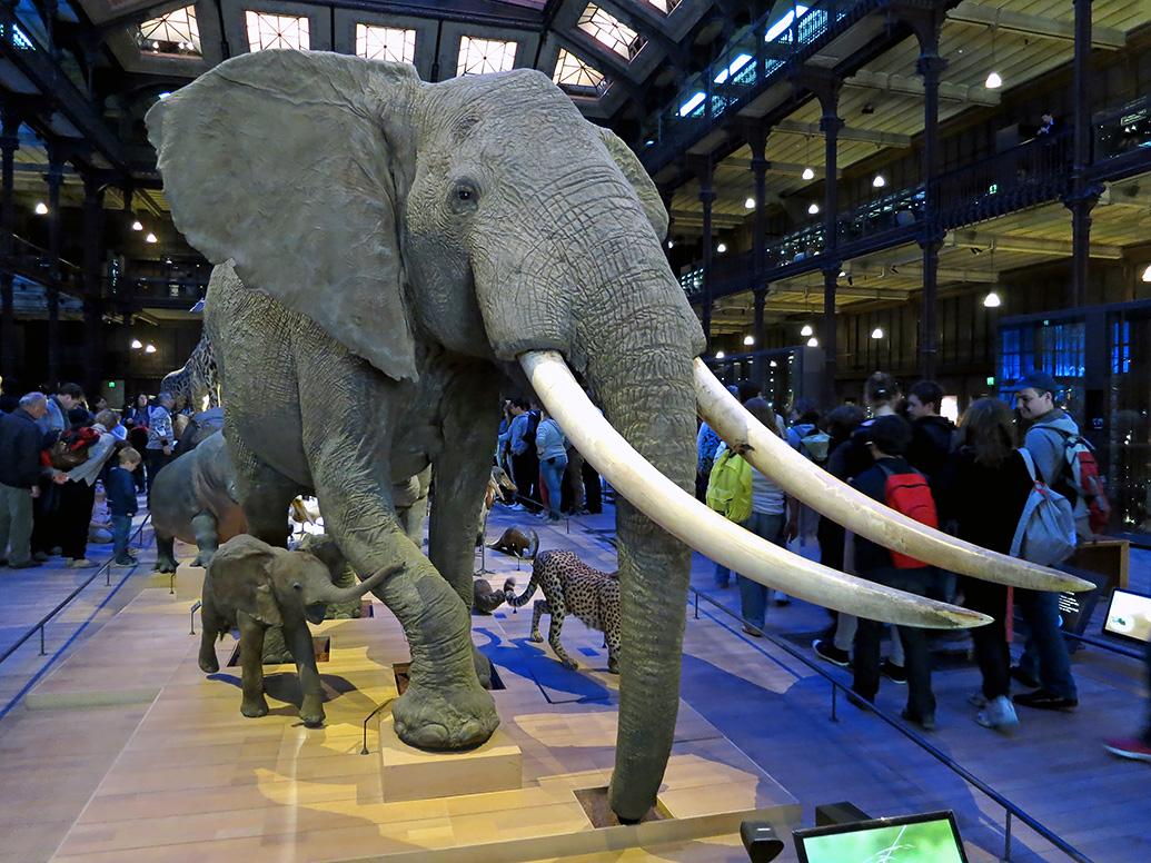 grande gallerie de evolution parijs 5-2013 1347