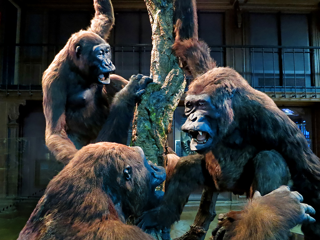 grande gallerie de evolution parijs 5-2013 1386