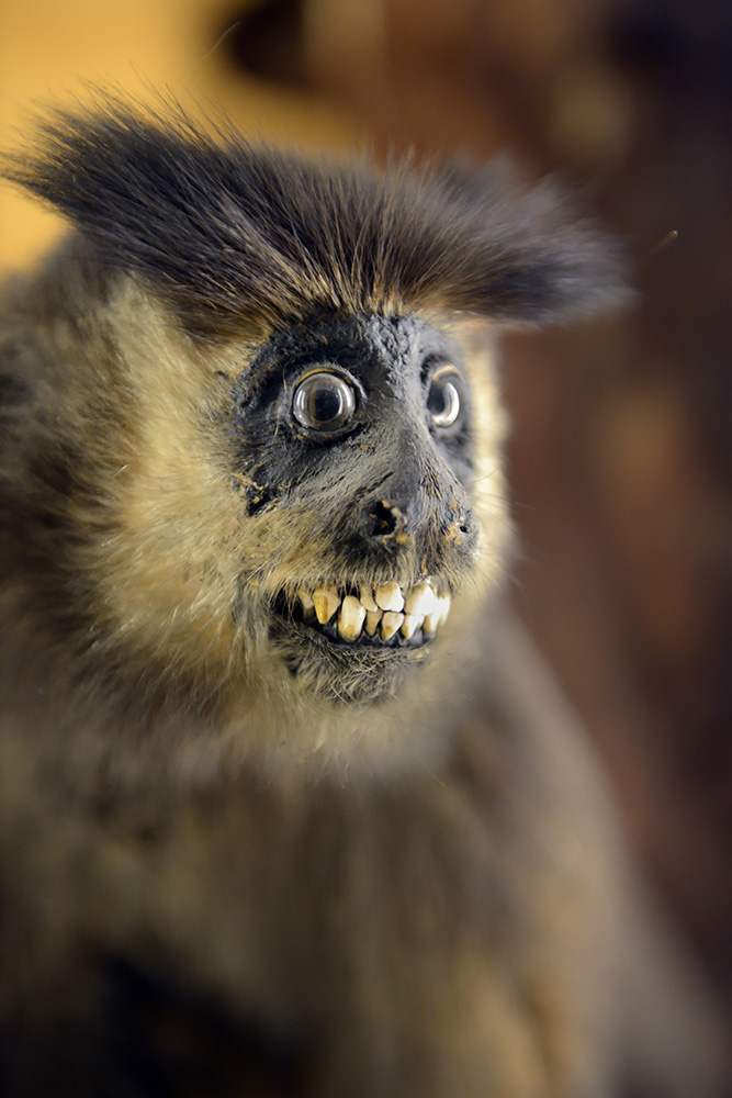 het natuurhistorisch rotterdam 3-2022 1326
