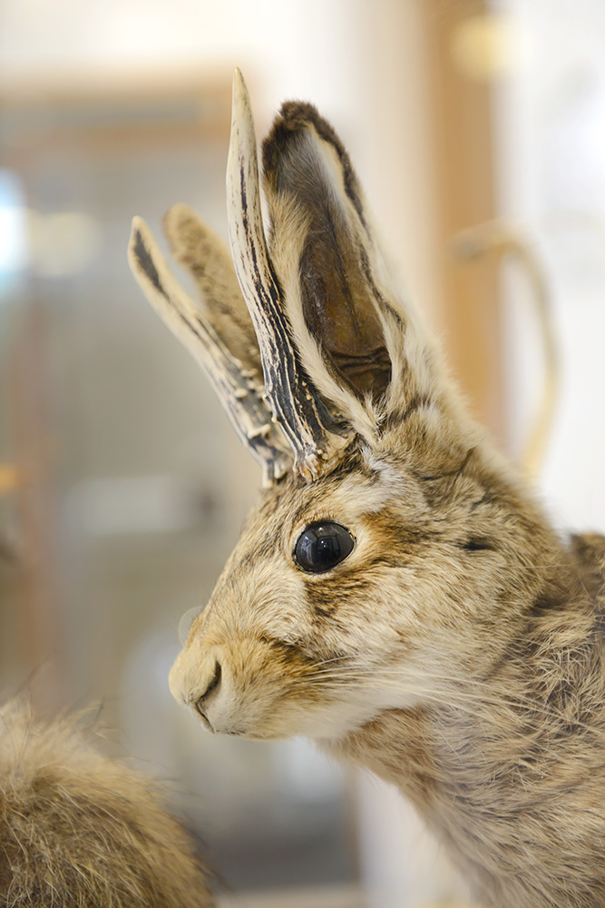 het natuurhistorisch rotterdam 3-2022 1390