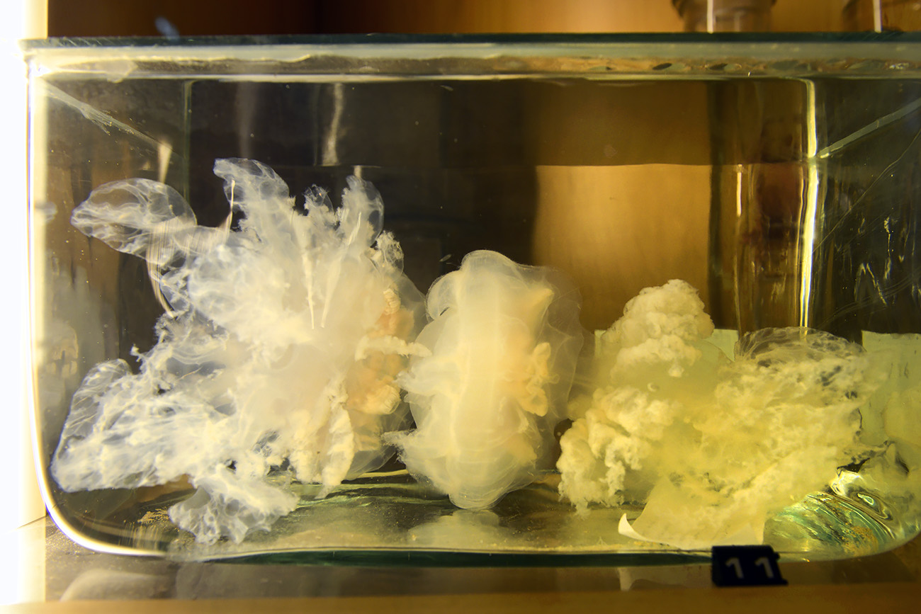 het natuurhistorisch rotterdam 3-2022 1408