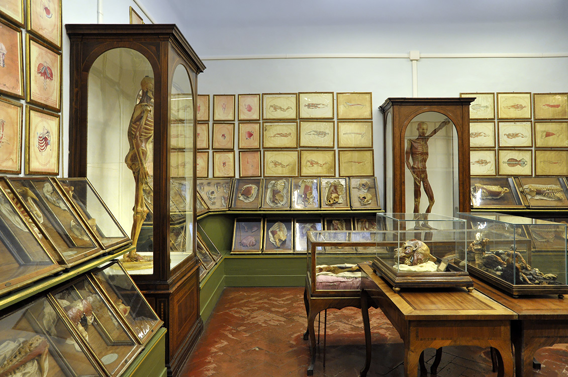 la specola anatomische modellen 8-2017 0782