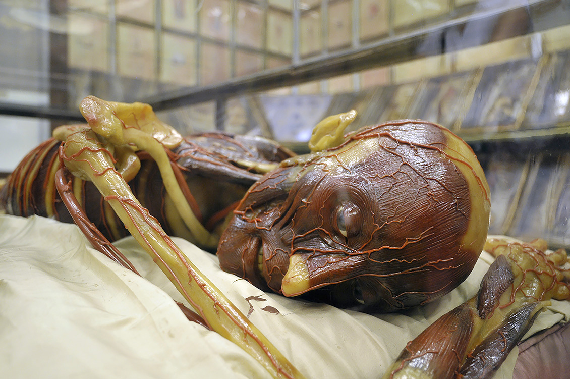 la specola anatomische modellen 8-2017 0788