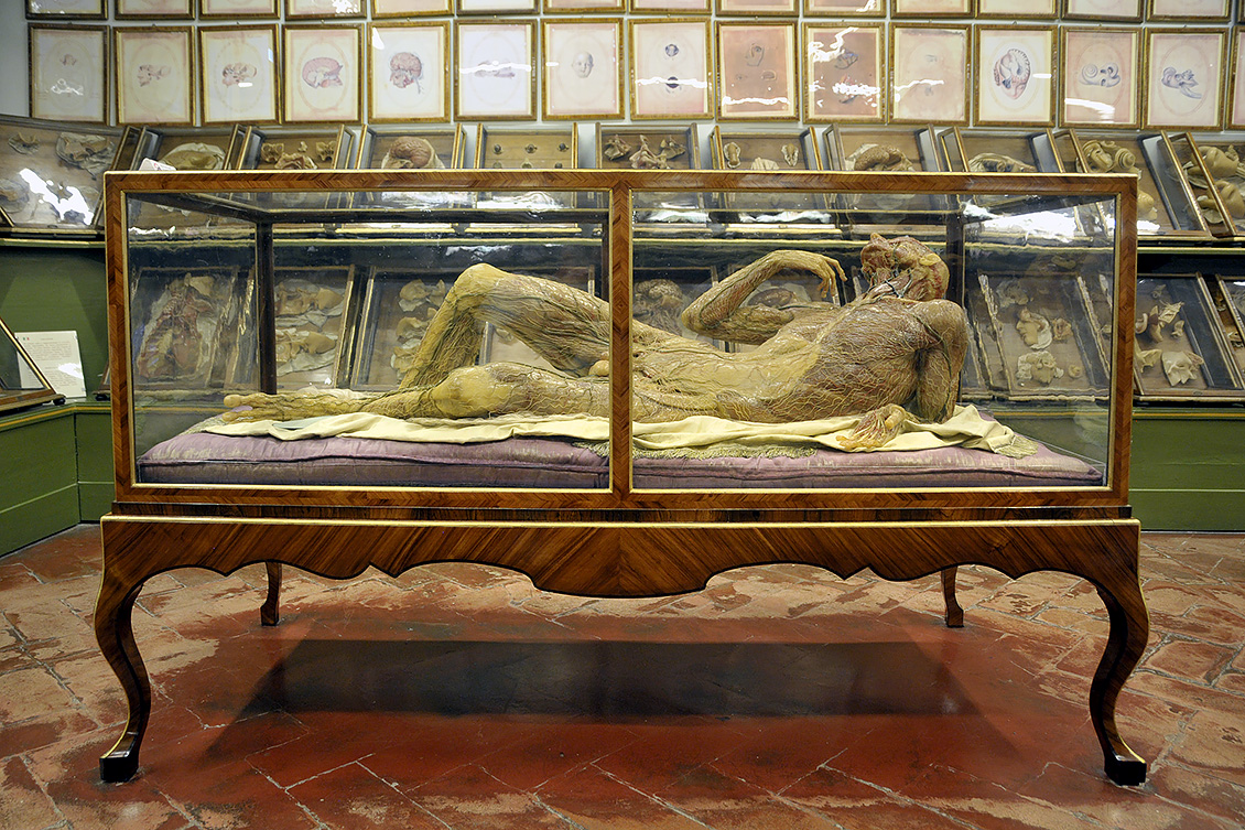 la specola anatomische modellen 8-2017 1505