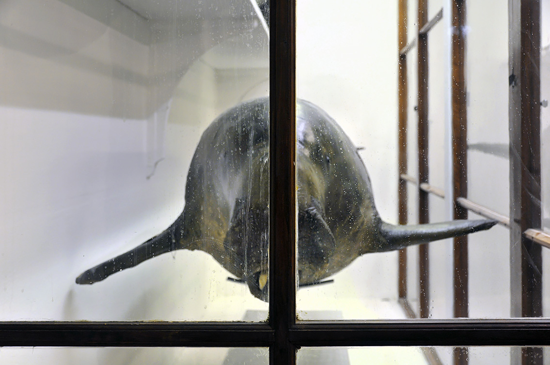 la specola zoologie 8-2017 0715