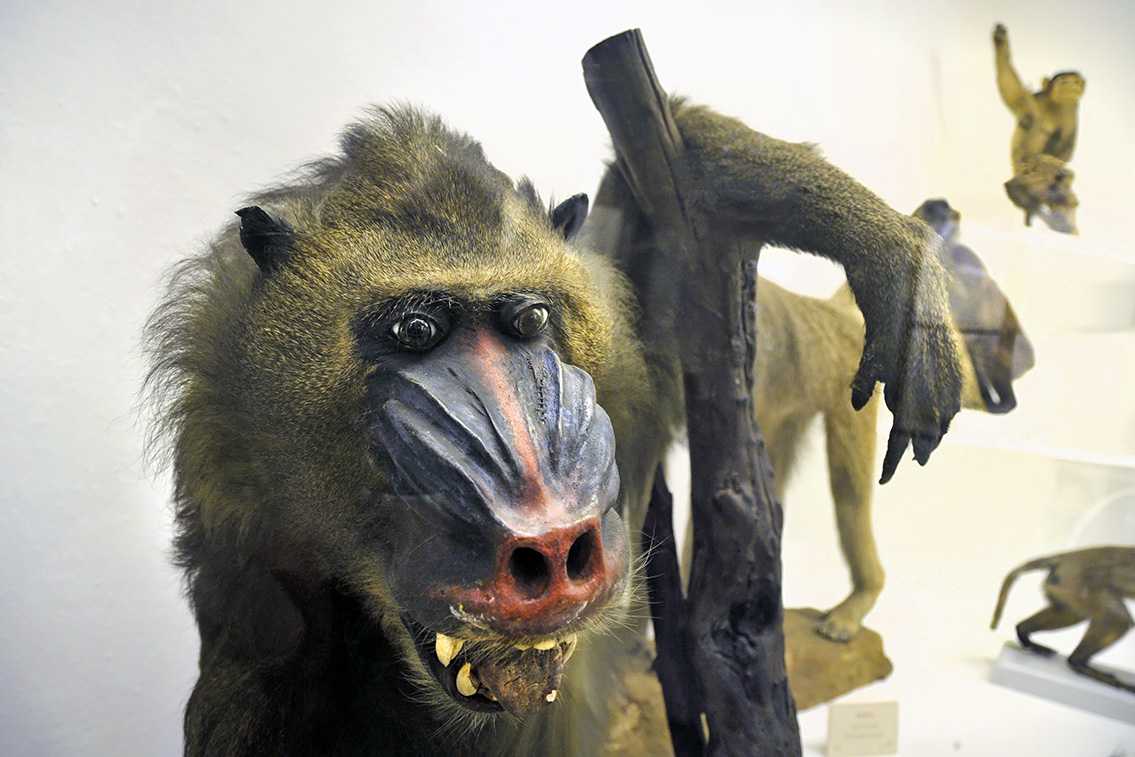 la specola zoologie 8-2017 0723