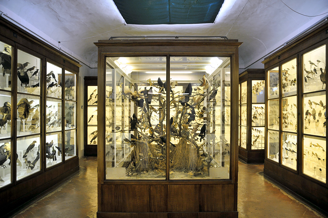 la specola zoologie 8-2017 0765