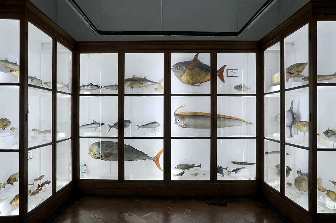 la specola zoologie 8-2017 0773