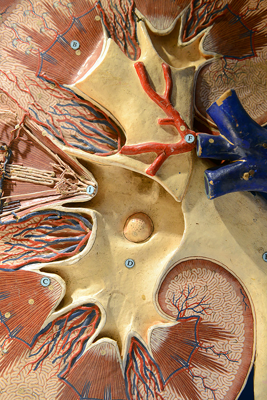 musee des ecorches de anatomie neubourg 10-2021 0416