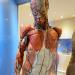 musee des ecorches de anatomie neubourg 10-2021 0512