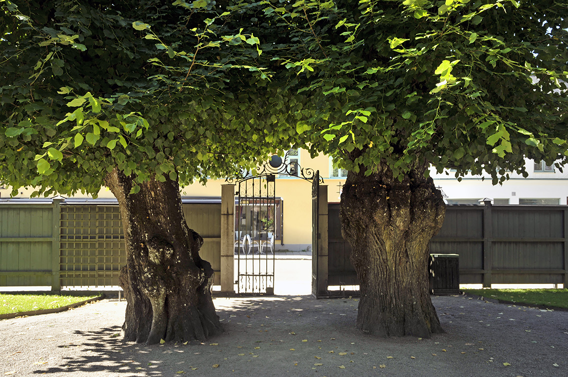 linnaeus museum uppsala 8-2015 7978