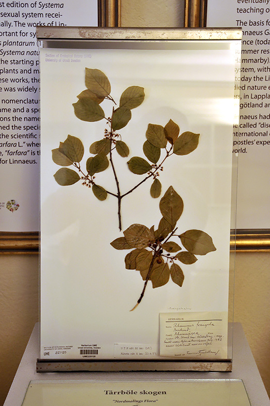 linnaeus museum uppsala 8-2015 7991