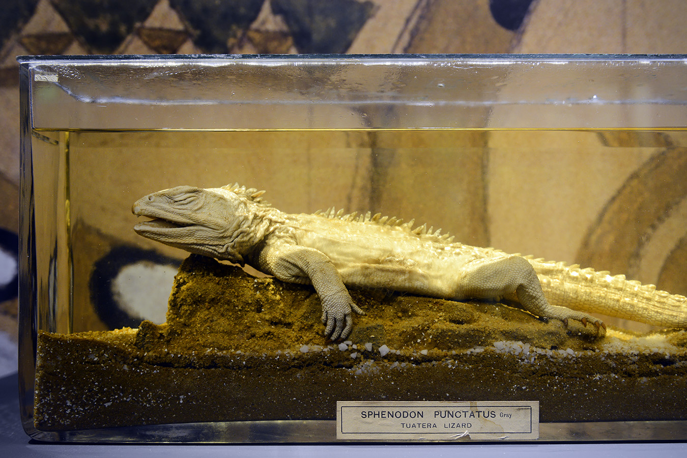 manchester museum 9-2023 8907