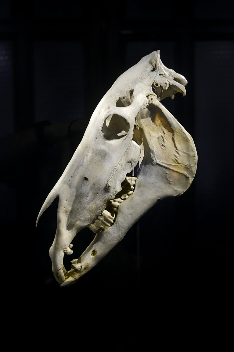 manchester museum 9-2023 8922