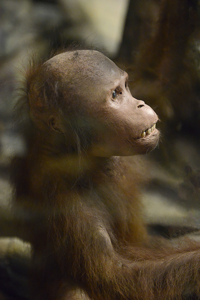 missiemuseum steyl 5-2022 2404