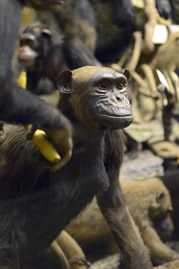 missiemuseum steyl 5-2022 2434